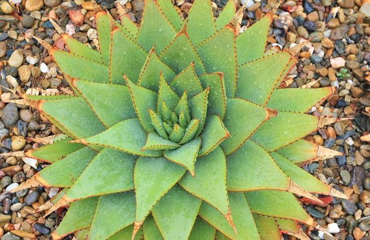 آلوئه نژاد ماری یا Aloe Broomii